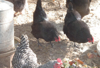 Line Breeding Chickens with Clans